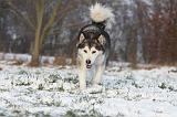 ALASKAN MALAMUTE 333